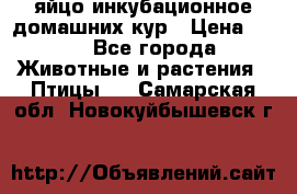 яйцо инкубационное домашних кур › Цена ­ 25 - Все города Животные и растения » Птицы   . Самарская обл.,Новокуйбышевск г.